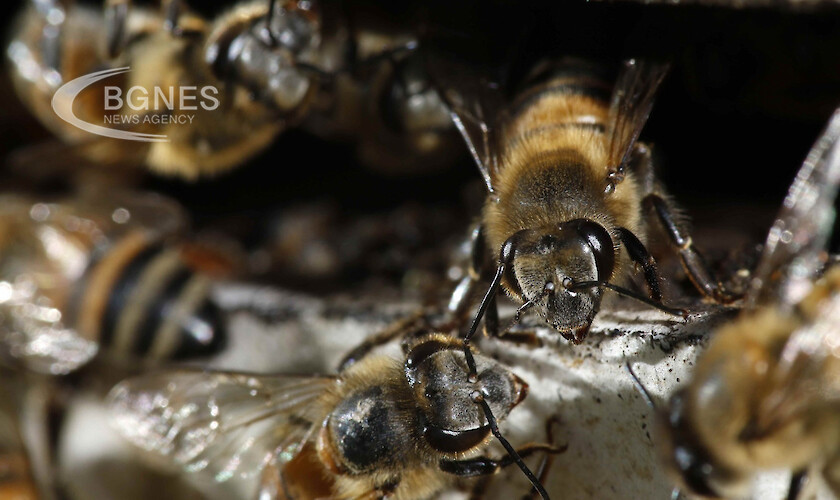 Генетици: Родината на всички медоносни пчели е Западна Азия
