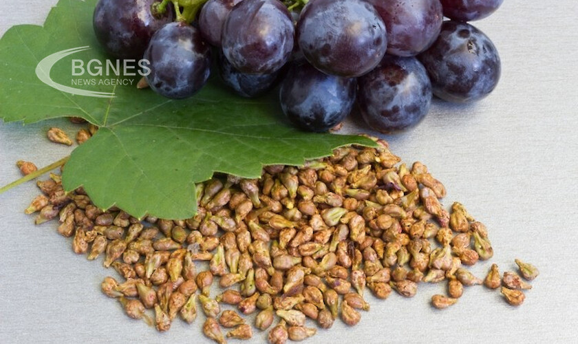 Екстракт от гроздови семки удължава живота