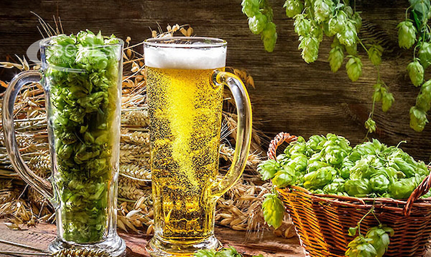 Ново изследване за биологично-активните съставки на пивото