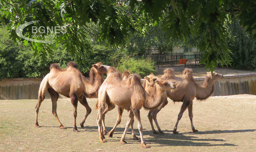 Изгониха камили от конкурс за красота заради фейслифт и ботокс