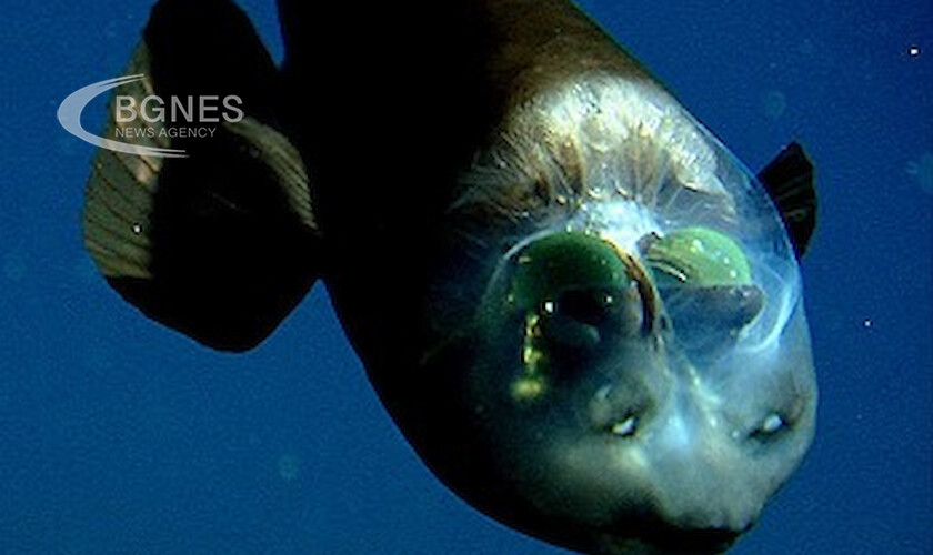 Учени заснеха риба, която вижда през челото си