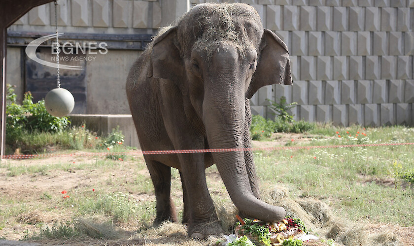 Почина слоницата Артайда от Софийския зоопарк
