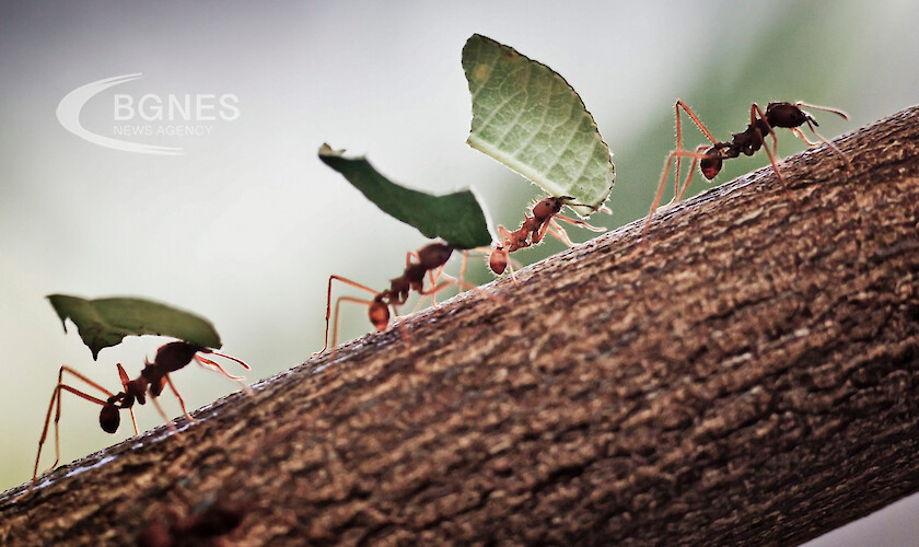 Френски учени обучиха мравки да надушват рак