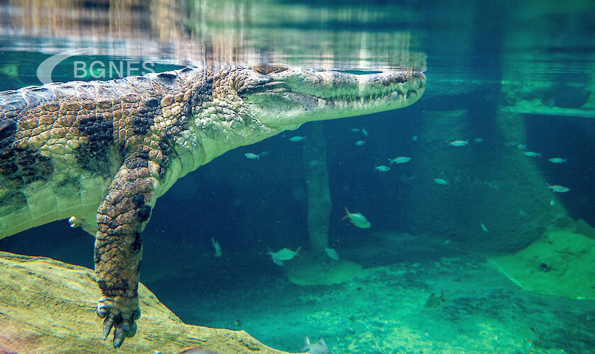 Крокодилите ловят и със скок от водата