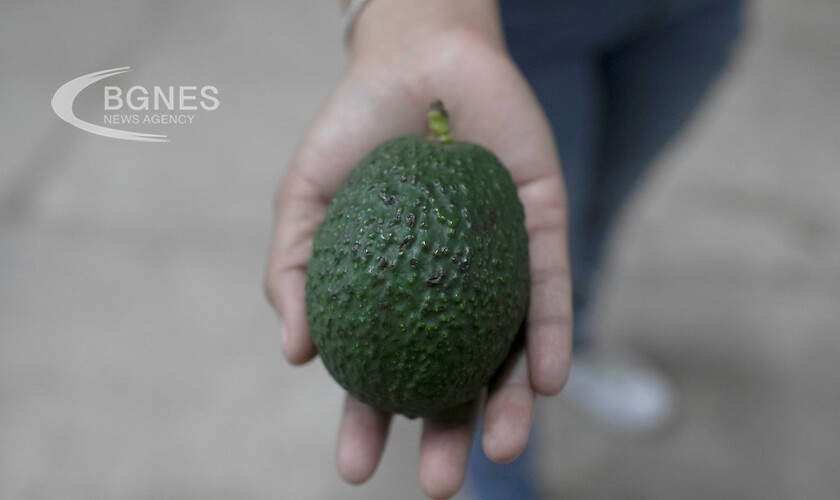 Едно авокадо седмично намалява риска от сърдечно-съдови заболявания