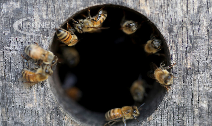 Те функционират като обикновени кошери, но пчелините, построени в кибуц