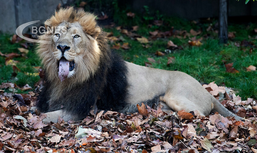 Как се лекува застрашен 12 годишен лъв с постоянна болка в
