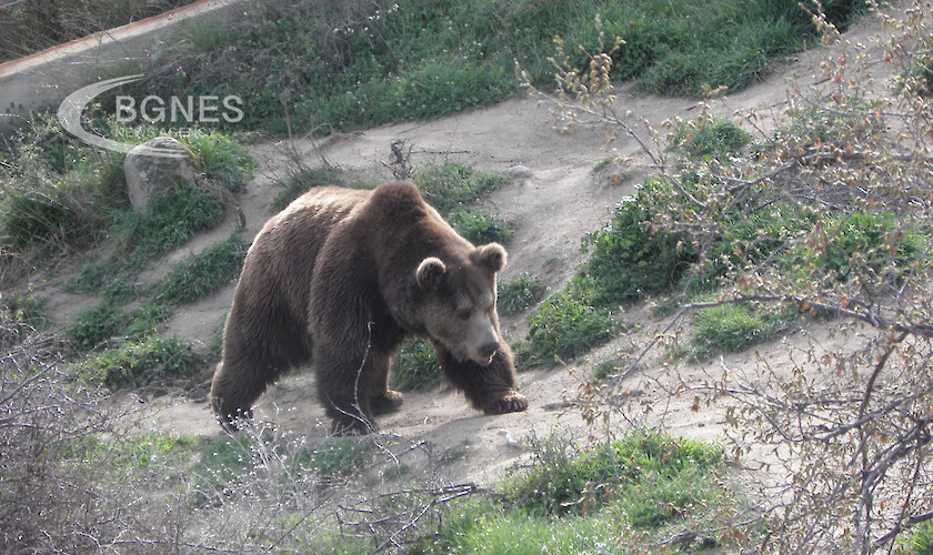 Ново проучване показва че някои женски мечки избират да живеят