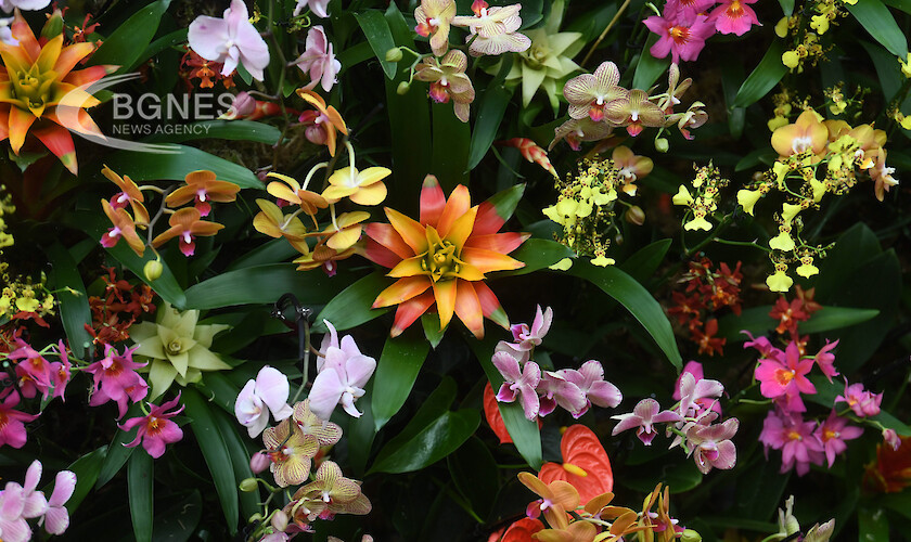 Националният фестивал на орхидеите организиран в Меделин втория по