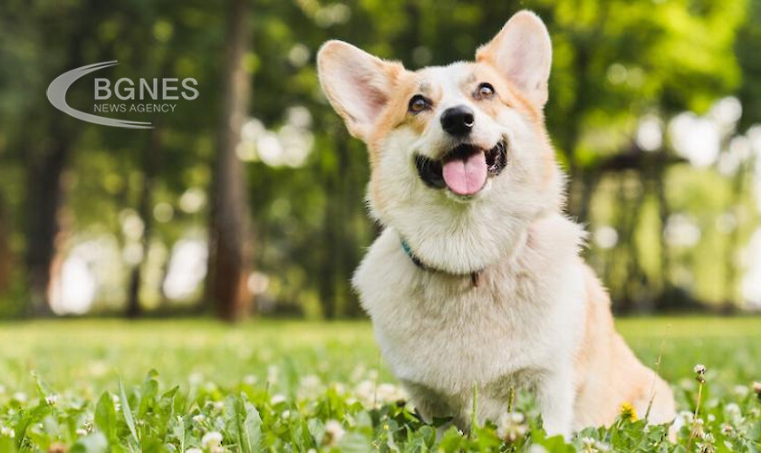 Собствениците на кучета познават чистата радост от това да се