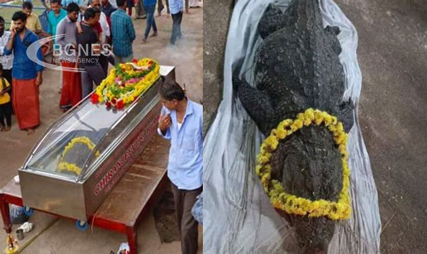 Кончина на крокодил вегетарианец хвърлила Индия в траур любовно обяснение
