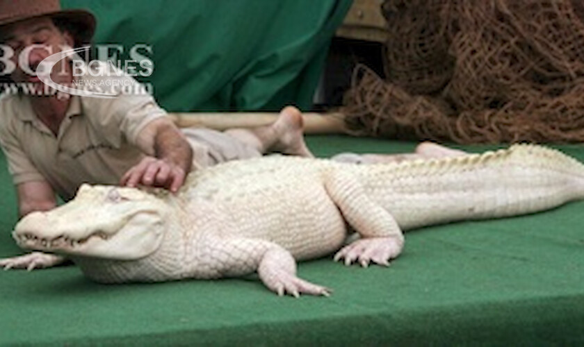 42 годишен американски турист се опита да пренесе жив алигатор албинос