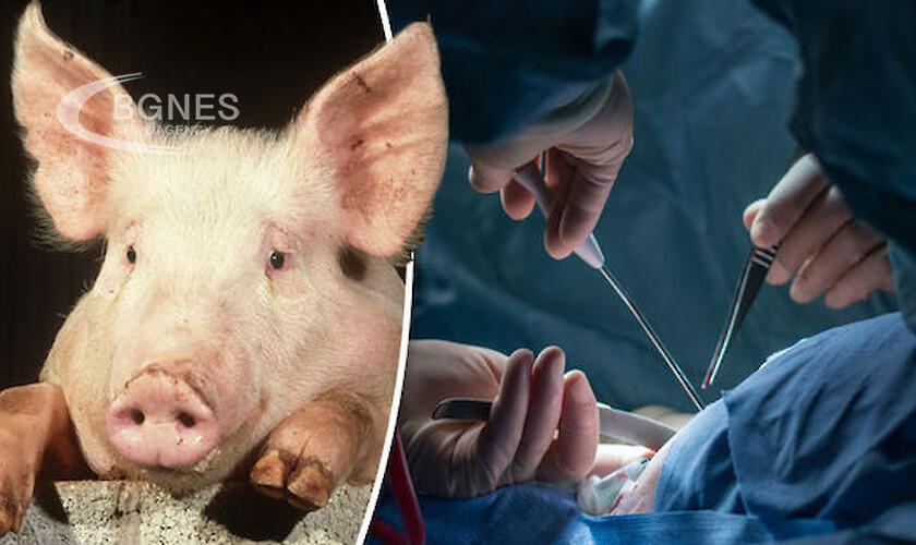 Тази година хирурзи трансплантираха първите свински органи на хора Изследователите