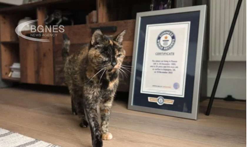 Книгата на рекордите на Гинес официално призна котка на име