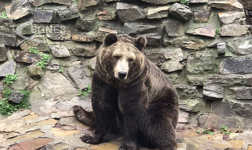 Не всички мечки в зоопарка в Стара Загора спят зимен