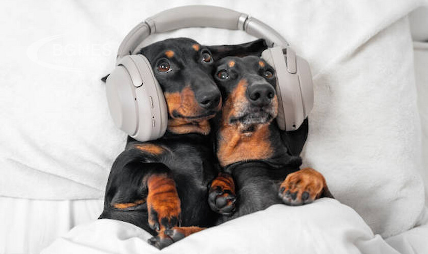 Собствениците на кучета знаят че кучетата харесват музиката това може