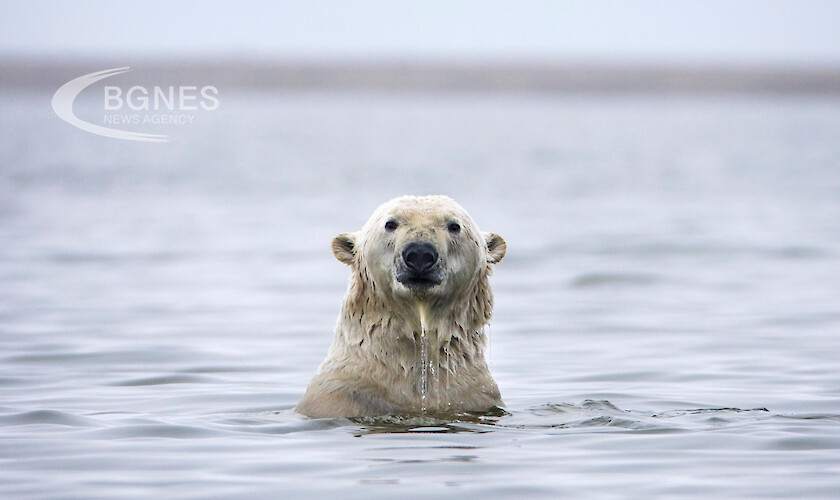Според ново правителствено проучване полярните мечки бързо изчезват от западната