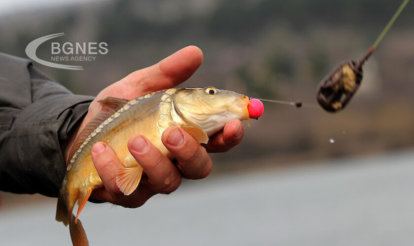 Изяждането на една сладководна риба уловена в река или езеро
