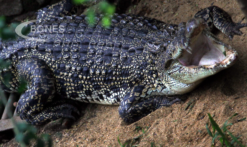 Много летаргичен“ алигатор е бил заловен в парк в Ню