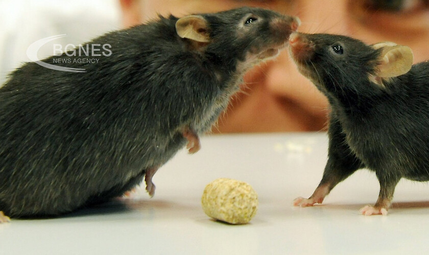 Учени създадоха мишки от двама биологични бащи в резултат на
