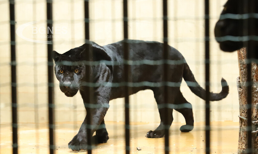 Зоологическата градина в София има нови попълнения два черни ягуара Новината