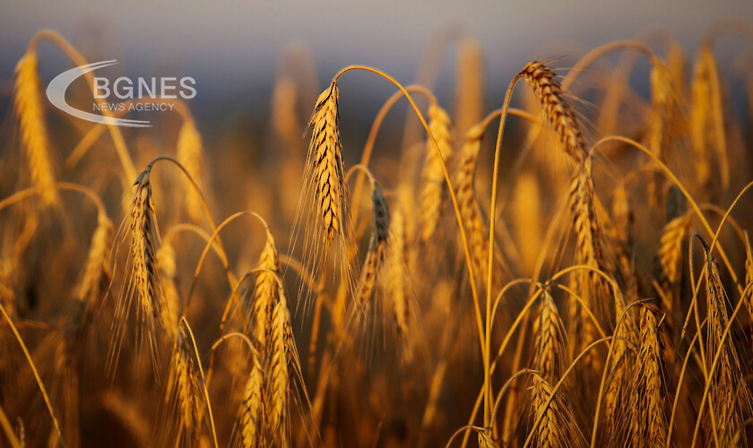 Близо 642 хиляди тона украинско зърно са внесени от Украйна