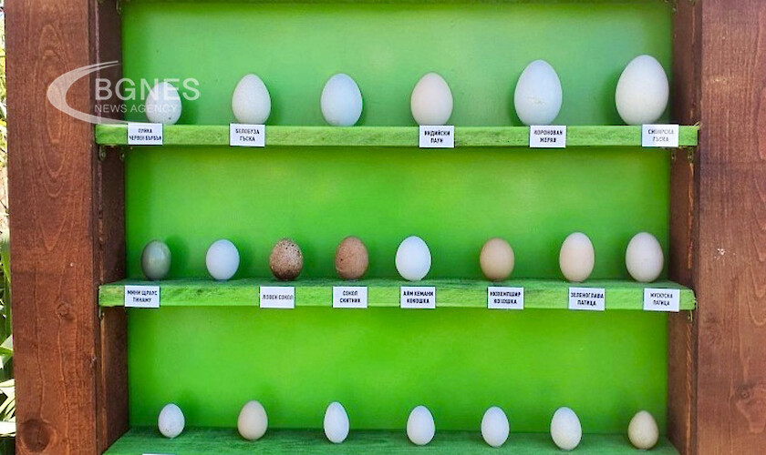Зоопарк Бургас показва уникална колекция от екзотични яйца на диви