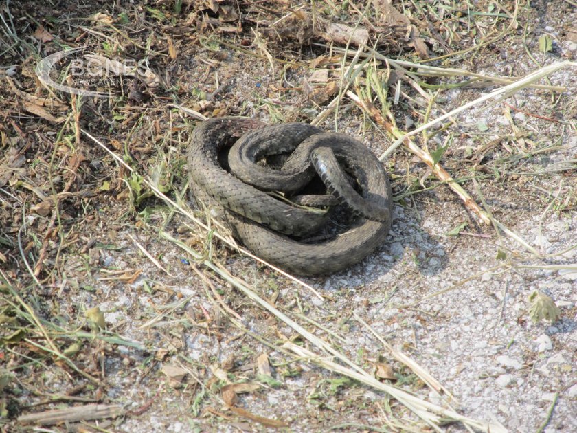 Змии в централната част на Русе разтревожиха гражданите Водата високата