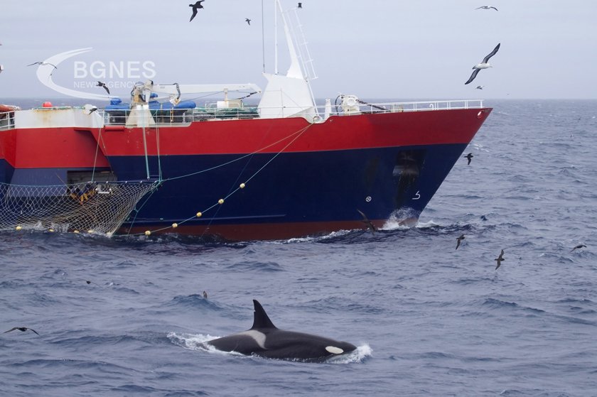 Ненапразно наричат косатките китове убийци Според неотдавнашна публикация в Live Science