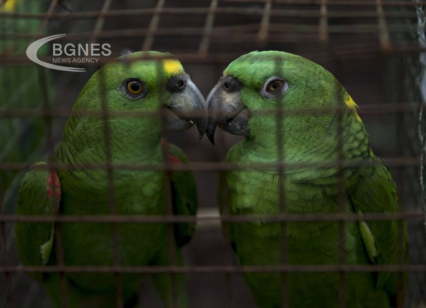Папагалите си умират от забавление да чатят във видеоразговори с