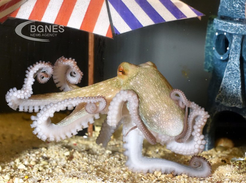Октоподите са открили невероятен начин да предпазят по деликатните елементи на