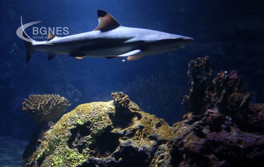 Според глобално проучване свръхуловът води до изчезване на акулите от