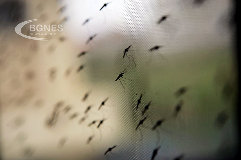 Европейски център за контрол на заболяванията ЕЦКЗ ECDC предупреждава за комари