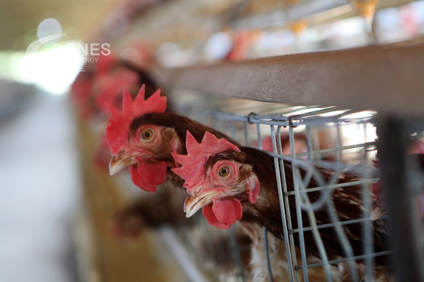 60 от кокошките носачки в страната се отглеждат в клетки