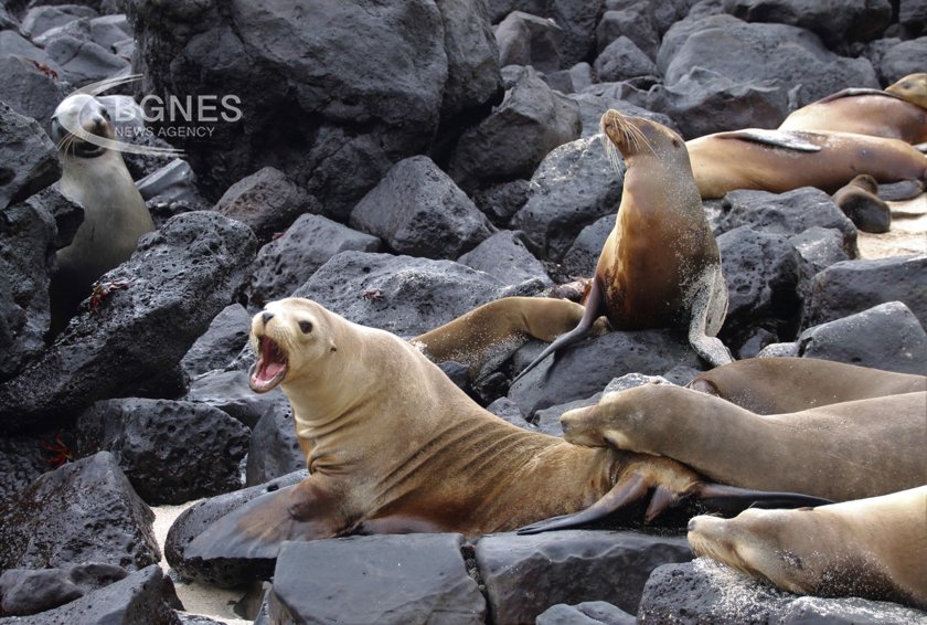 Повече от хиляда калифорнийски морски лъвове са били отровени от