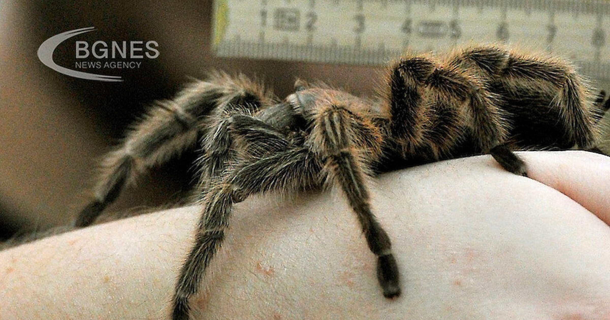Историите за гигантски паяци са завладявали човешкото въображение от