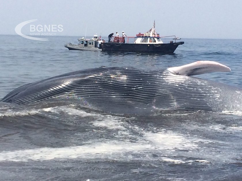 Огромен син кит считан за най голямото животно на Земята е
