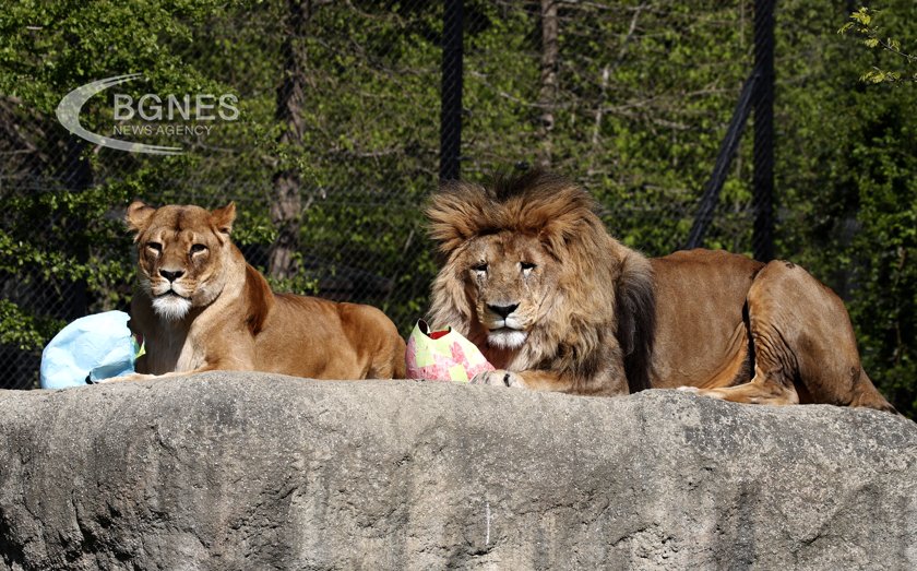 Двойка лъвове изпратени от Иран в Турция за лечение ще