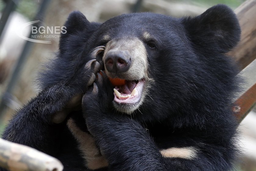 В Съединените щати мечка стана неочакван гост на сватба Това