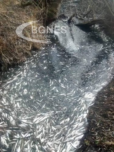 Мъртва риба изплува в река Черна в смолянския квартал Устово В