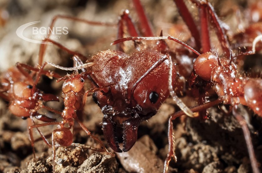 Червените огнени мравки са един от най лошите и най скъпоструващите инвазивни