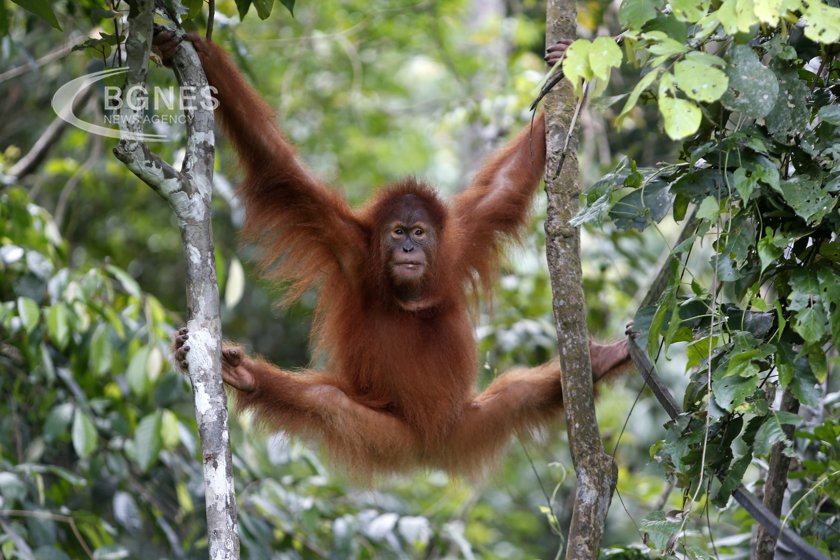 Индонезийски защитници на правата на животните спасиха женски орангутан, подлаган