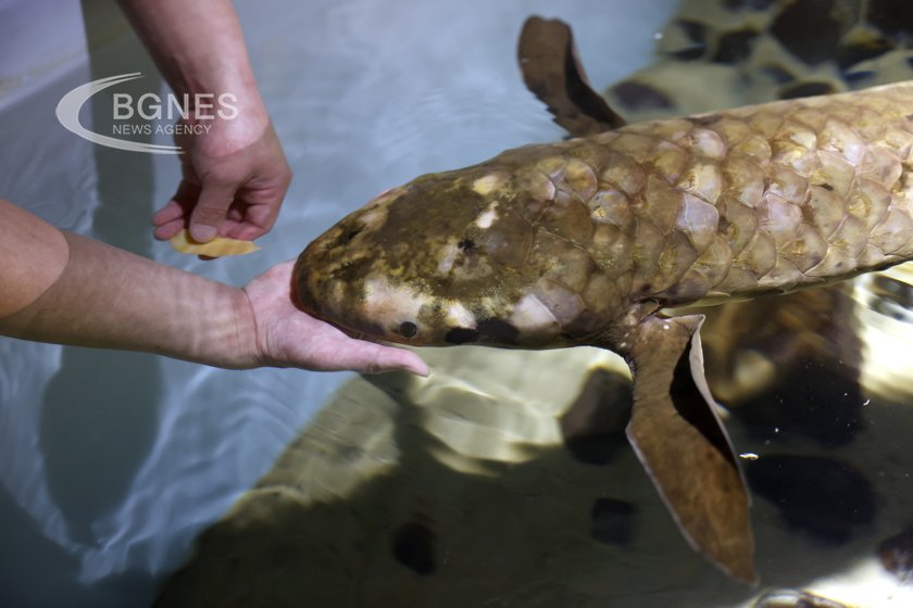 Запознайте се с Метузела най старата жива аквариумна риба в
