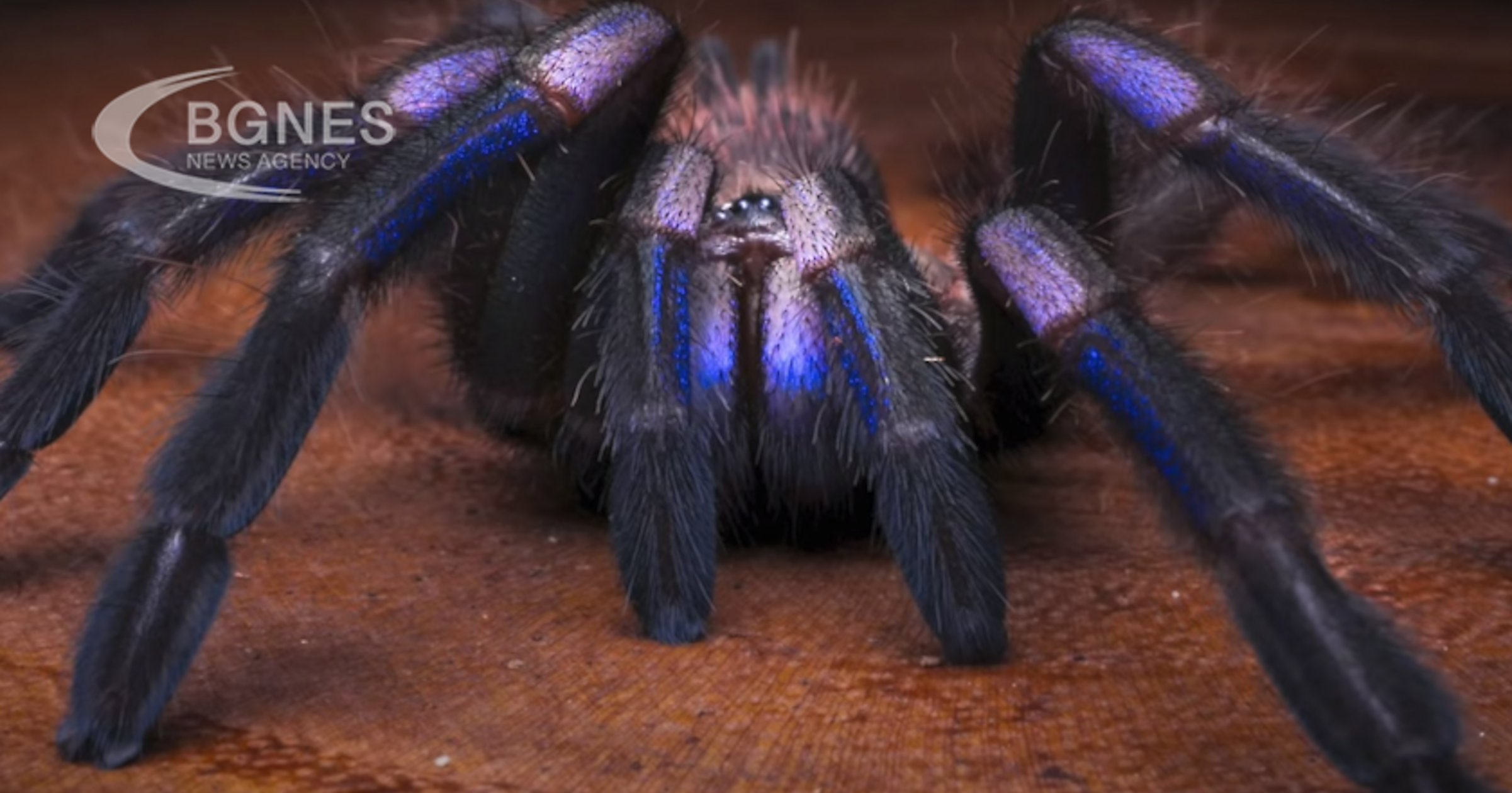 В Тайланд е открит нов вид синя тарантула Учени са