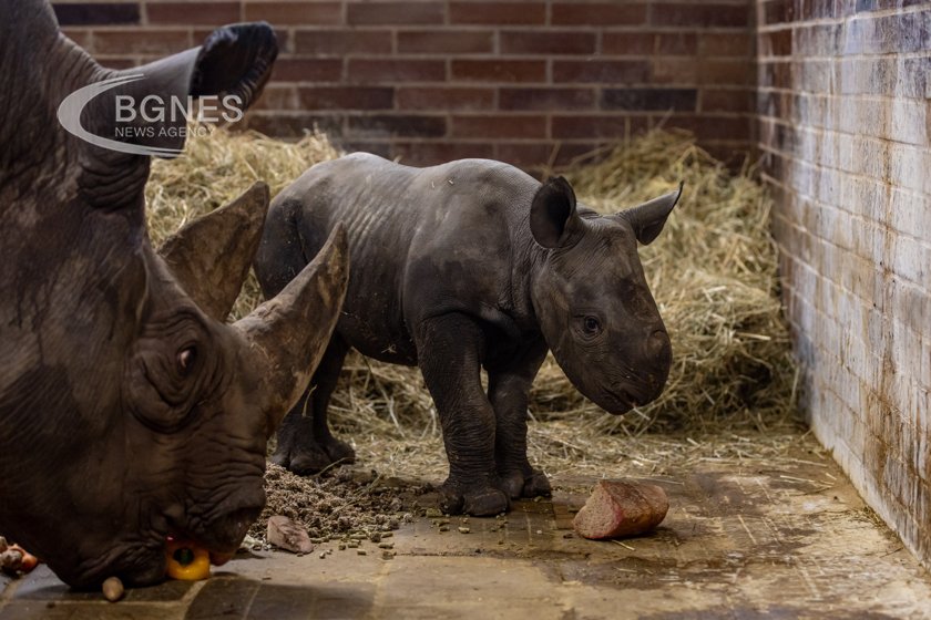 Природозащитниците заявиха че броят на носорозите в Африка е нараснал