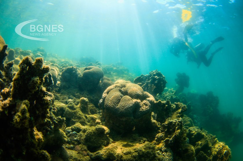 Морските биолози предупреждават че впечатляващите коралови рифове в Червено море