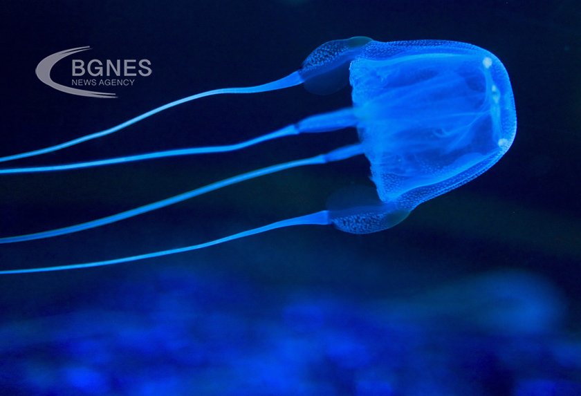 Медузите нямат мозък а се учат с помощта на очите