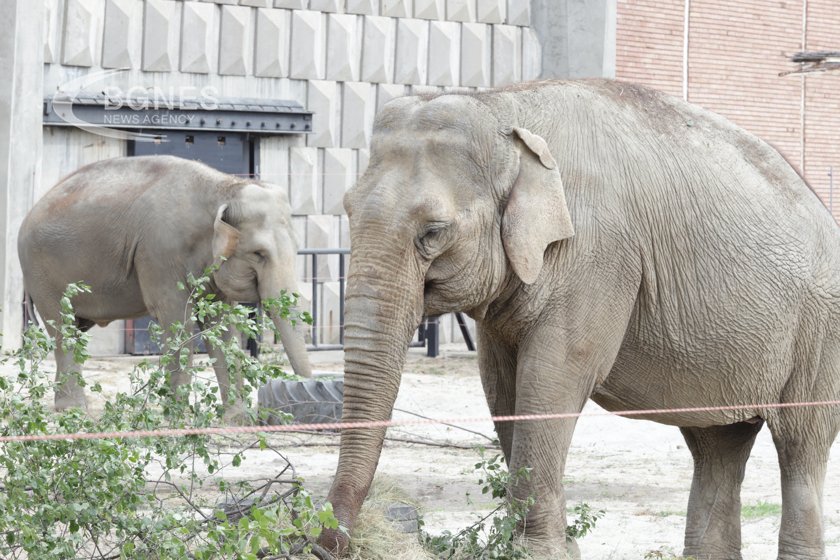 Зоогическата градина в София успешно модернизира пространството си за слонове
