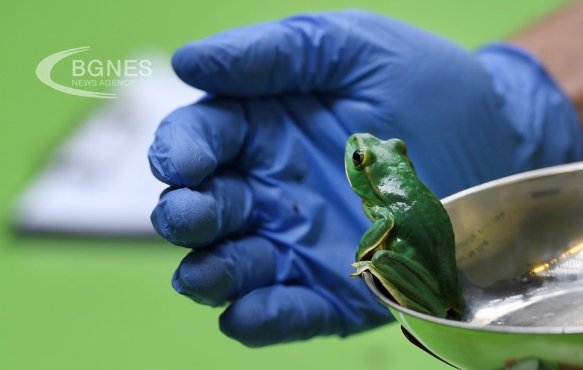 Малките потомци на жаби произхождащи от Югоизточна Азия показват необичаен