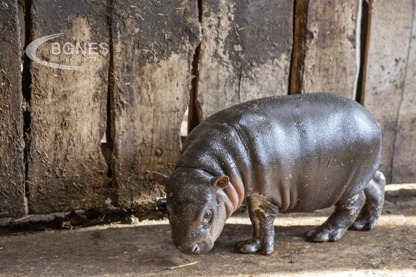 В Колумбия ще бъдат избити някои от 166 те хипопотама произхождащи